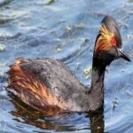 image of bird