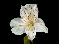 image of flower