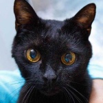 image of animal