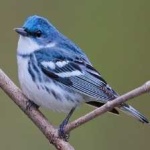 image of bird