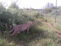 image of cheetah