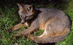 image of grey_fox