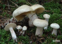 image of mushrooms