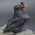 image of bird