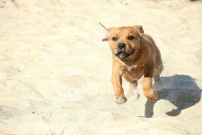 image of animal