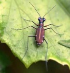 image of tiger_beetle #13