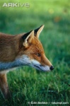 image of red_fox