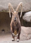 image of ibex