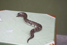 image of snake #17