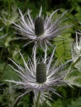 image of alpine_sea_holly #2