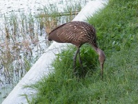 image of limpkin