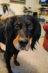 image of gordon_setter #3