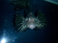 image of lionfish