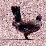 image of bird