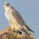 image of bird