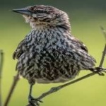 image of bird