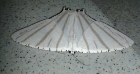 image of animal