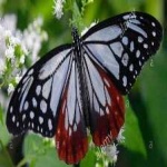 image of animal