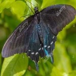 image of animal