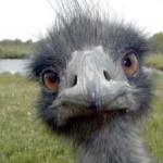 image of emu #20