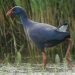 image of bird