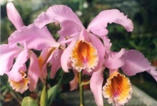 image of flower