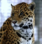 image of jaguar_car