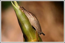 image of slug