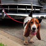 image of basset_hound #34