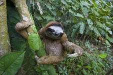 image of sloth