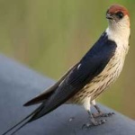 image of bird