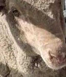 image of animal