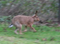 image of hare