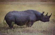 image of rhino