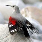 image of bird