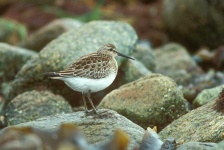 image of sandpiper #26