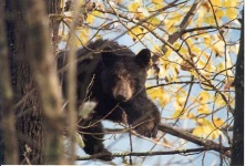 image of american_black_bear
