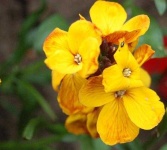 image of flower