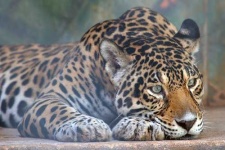 image of jaguar_car