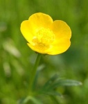 image of flower