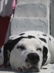 image of dalmatian