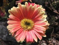 image of flower