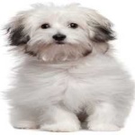 image of animal