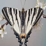 image of animal