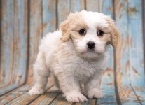 image of teddy_bear