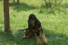 image of bloodhound