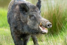 image of boar #50