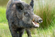 image of animal