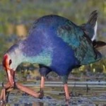 image of purple_swamphen