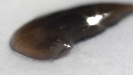 image of parasitic_flatworms